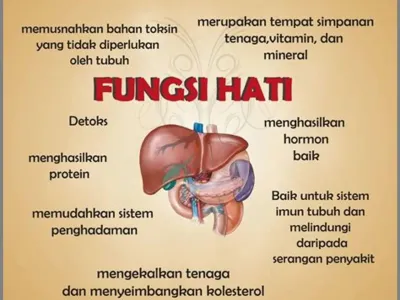Fungsi Hati