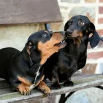 Anjing Dachshund Betina dan Jantan