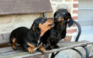 Anjing Dachshund Betina dan Jantan