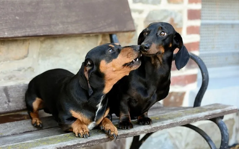 Anjing Dachshund Betina dan Jantan
