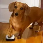Anjing Dachshund