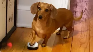 Anjing Dachshund