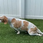 IVDD pada Dachshunds