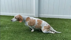 IVDD pada Dachshunds