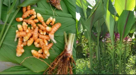 Alami