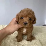 Anjing Poodle Mini - 1