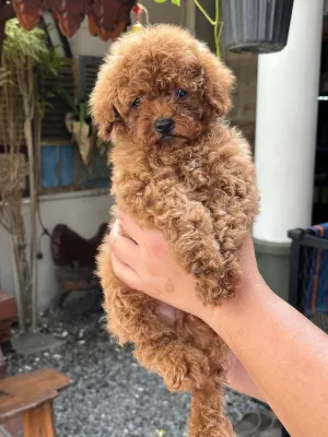 Anjing Poodle Mini