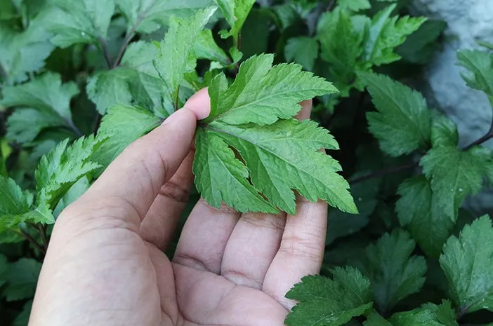Bahaya Purwaceng untuk Penderita Hipertensi