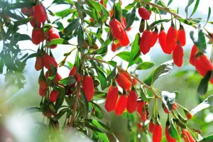 Cara Konsumsi Goji Berry untuk Kesehatan Mata