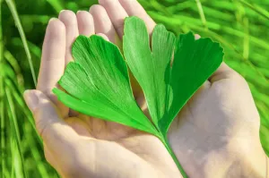 Interaksi Ginkgo Biloba dengan Obat Antidepresan