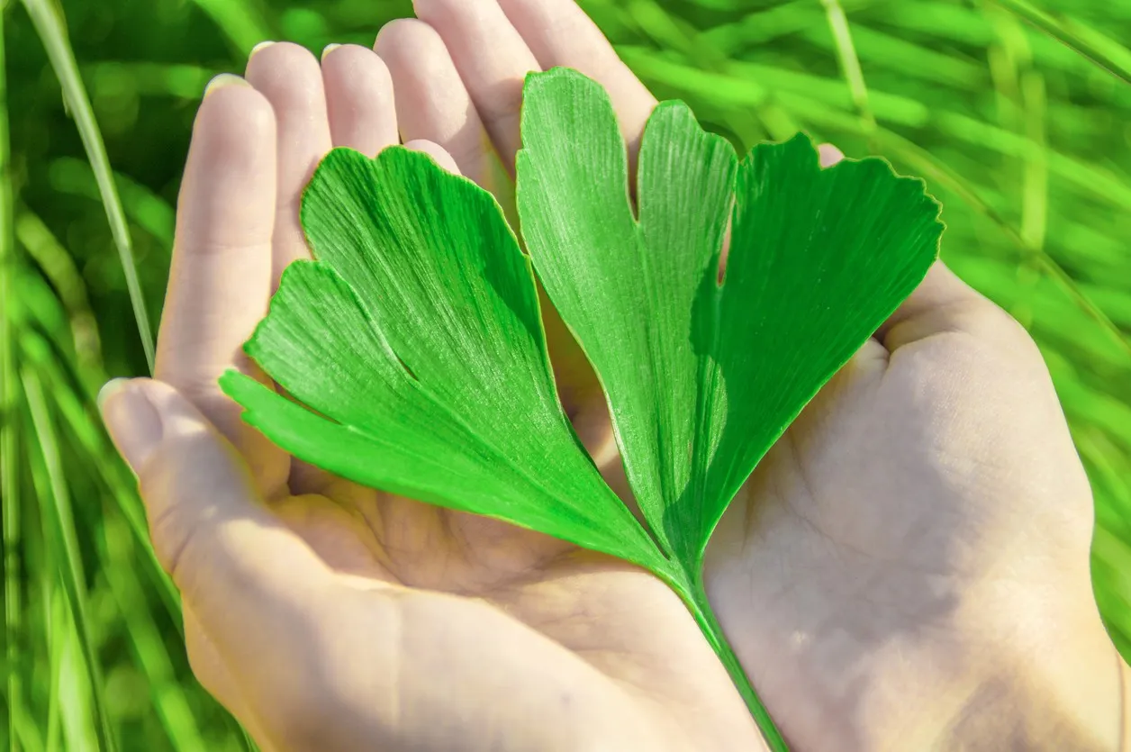 Interaksi Ginkgo Biloba dengan Obat Antidepresan