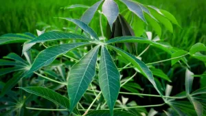 Kandungan Sianida dalam Daun Singkong dan Cara Menghilangkannya