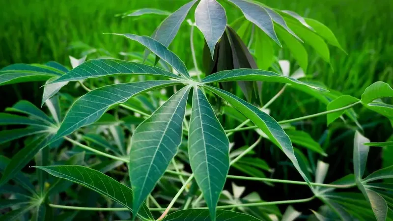Kandungan Sianida dalam Daun Singkong dan Cara Menghilangkannya
