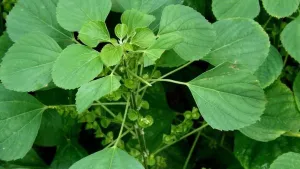 Manfaat Daun Anting-Anting untuk Mengobati Disentri
