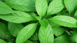 Manfaat Daun Sembung untuk Mengatasi Nyeri Haid Berlebihan