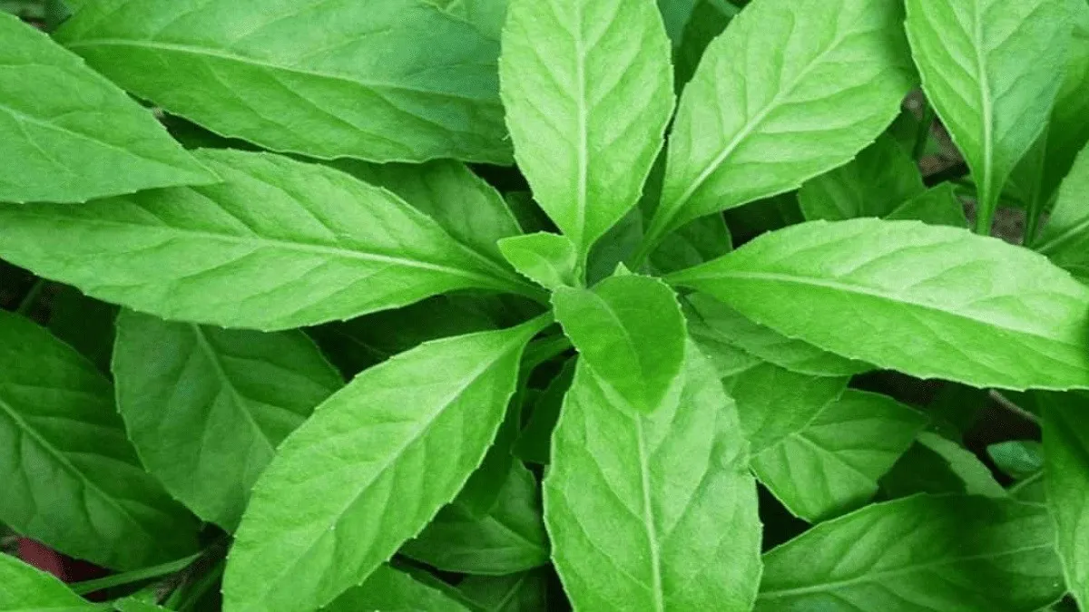 Manfaat Daun Sembung untuk Mengatasi Nyeri Haid Berlebihan