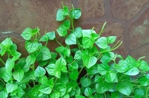 Manfaat Daun Sirih Cina (Ketumpang Air) untuk Asam Urat
