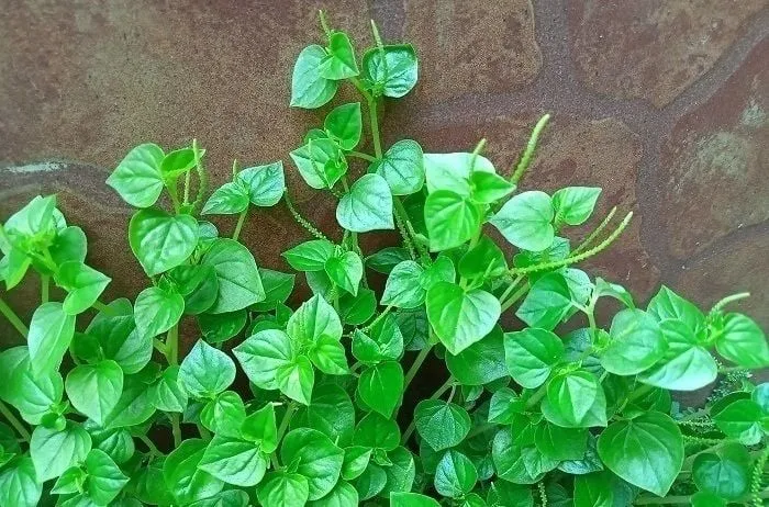 Manfaat Daun Sirih Cina (Ketumpang Air) untuk Asam Urat