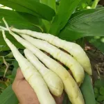Manfaat Umbi Garut untuk Penderita GERD
