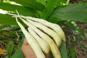 Manfaat Umbi Garut untuk Penderita GERD