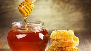 Menguji Kebenaran Madu Sebagai Anti Bakteri