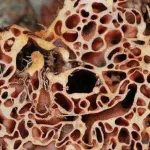 Pembuktian Ilmiah Manfaat Sarang Semut untuk Tumor