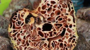 Pembuktian Ilmiah Manfaat Sarang Semut untuk Tumor