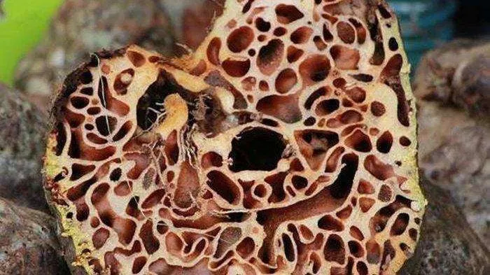 Pembuktian Ilmiah Manfaat Sarang Semut untuk Tumor