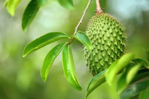 Penelitian tentang Efek Antikanker pada Daun Sirsak