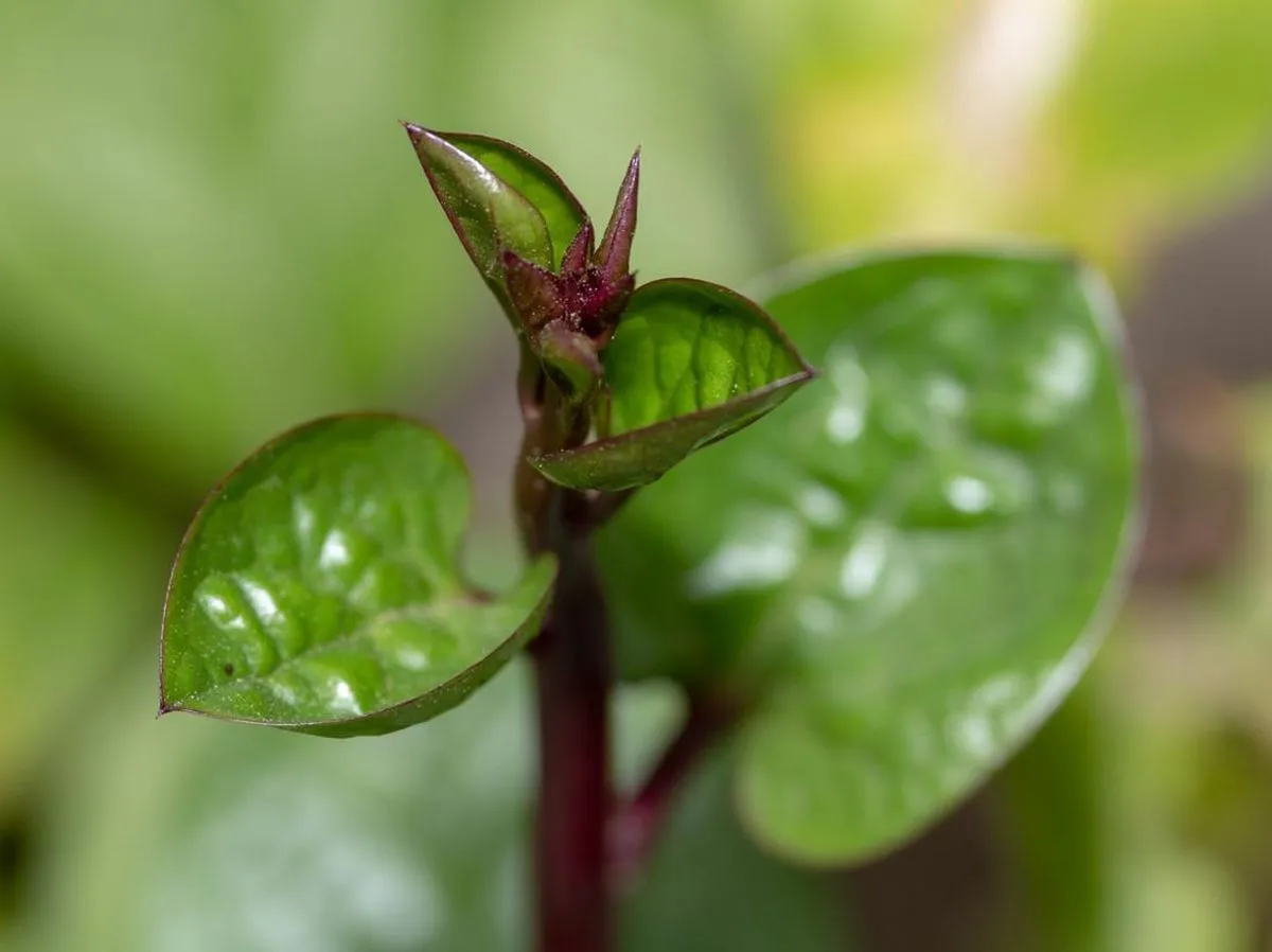 Penggunaan Daun Binahong untuk Luka Pasca Operasi Caesar