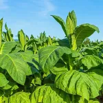 Penggunaan Tembakau Sebagai Obat Luka Tradisional