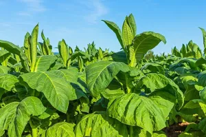 Penggunaan Tembakau Sebagai Obat Luka Tradisional