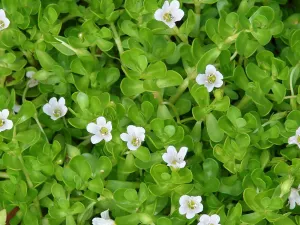 Tanaman Herbal Ayurveda Brahmi untuk Daya Ingat