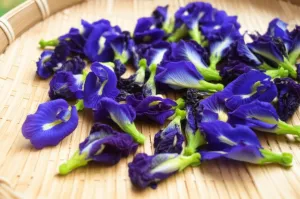 cara mengeringkan bunga telang untuk teh herbal