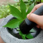 cara menumbuk daun jarak pagar untuk obat luar