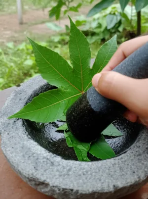 cara menumbuk daun jarak pagar untuk obat luar