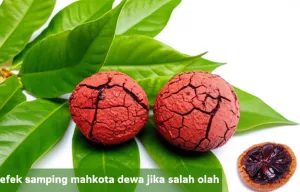 efek samping mahkota dewa jika salah olah